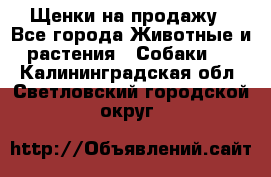 Щенки на продажу - Все города Животные и растения » Собаки   . Калининградская обл.,Светловский городской округ 